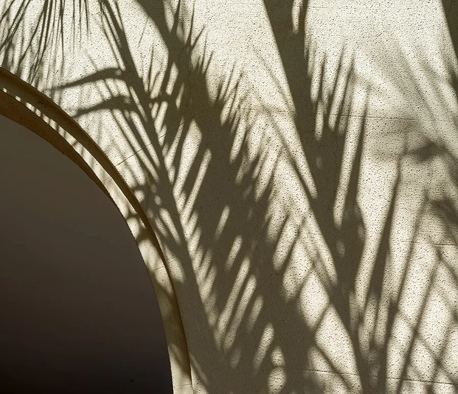 Silhouette of palms